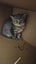 Tabby Kitten Carousel 2
