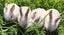Purebred Mini lop Rabbit Babies Carousel 1