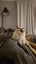 Pippa the Ragdoll Carousel 2