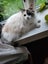 Pippa the Ragdoll Carousel 3