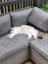 Pippa the Ragdoll Carousel 5