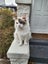 Pippa the Ragdoll Carousel 6