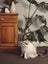 Pippa the Ragdoll Carousel 7