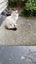 Pippa the Ragdoll Carousel 9