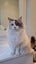 Pippa the Ragdoll Carousel 11