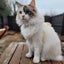 Pippa the Ragdoll Carousel 1