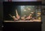 400l Fish tank with fish Carousel 3