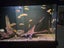 400l Fish tank with fish Carousel 4