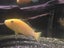 400l Fish tank with fish Carousel 5