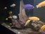 400l Fish tank with fish Carousel 8