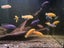 400l Fish tank with fish Carousel 9