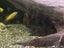 400l Fish tank with fish Carousel 11