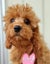Cavoodle Adorable 1st Generation – Ruby Reds & Black/Tan Carousel 1