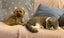 Cavoodle Adorable 1st Generation – Ruby Reds & Black/Tan Carousel 11
