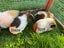 Baby Guinea Pigs Carousel 3