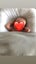 Baby lounger / nest with cover Carousel 6