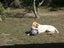 Murphy - GSP x Lab Male Carousel 2