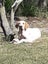 Murphy - GSP x Lab Male Carousel 4
