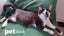 LONELY MIAOW KITTEN - MARVIN Carousel 1