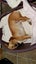 Pet boarding Wanted Carousel 8