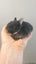 Baby Netherland Dwarf rabbits, pick up Helensville. Ready 26 May Carousel 7