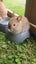 Baby Netherland Dwarf rabbits, pick up Helensville. Ready 26 May Carousel 1