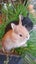 Baby Netherland Dwarf rabbits, pick up Helensville. Ready 26 May Carousel 3