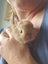 Baby Netherland Dwarf rabbits, pick up Helensville. Ready 26 May Carousel 5