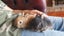 Baby Netherland Dwarf rabbits, pick up Helensville. Ready 26 May Carousel 6