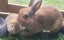 Baby Netherland Dwarf rabbits, pick up Helensville. Ready 26 May Carousel 8