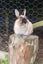 Baby Netherland Dwarf rabbits, pick up Helensville. Ready 26 May Carousel 9