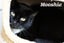 Cats Protection Canterbury - New Arrivals 6/5/25 Carousel 1
