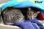 Cats Protection Canterbury - New Arrivals 6/5/25 Carousel 2
