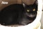 Cats Protection Canterbury - New Arrivals 6/5/25 Carousel 3