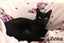 Cats Protection Canterbury - New Arrivals 13/5/25 Carousel 2