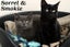 Cats Protection Canterbury - New Arrivals 6/5/25 Carousel 4