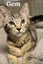 Cats Protection Canterbury - Kittens and Teens Carousel 1