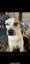 Pippa - Staffy X Carousel 1
