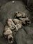 SHAR PEI X PUPPIES FOR SALE Carousel 4