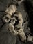 SHAR PEI X PUPPIES FOR SALE Carousel 5