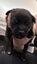 SHAR PEI X PUPPIES FOR SALE Carousel 12