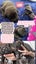 SHAR PEI X PUPPIES FOR SALE Carousel 8