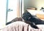 CAT RESCUE CHCH - Ready For Adoption Toodles Carousel 3