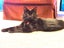 CAT RESCUE CHCH - Ready For Adoption Toodles Carousel 1
