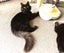 CAT RESCUE CHCH - Ready For Adoption Toodles Carousel 5