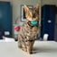Tabcat Tracker Carousel 4