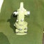 Wild / Leica Heerbrugg Theodolite T16 Transit For Surveying Carousel 10