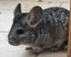 Bonded Pair of Chinchillas for Sale – Friendly & Cuddly! Carousel 3