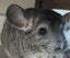 Bonded Pair of Chinchillas for Sale – Friendly & Cuddly! Carousel 4