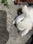 Mini lop baby bunnies Carousel 2